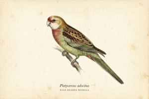 Pale-headed Rosella illustration