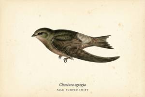 Pale-rumped Swift illustration