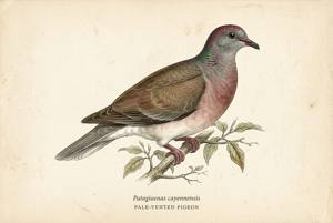 Pale-vented Pigeon illustration