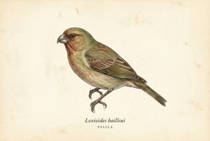 Palila illustration