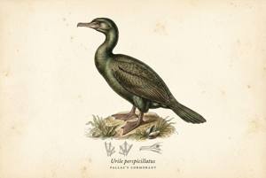 Pallas's Cormorant illustration