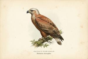 Pallas's Fish-Eagle illustration