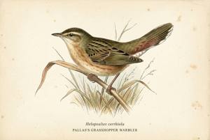 Pallas's Grasshopper Warbler illustration