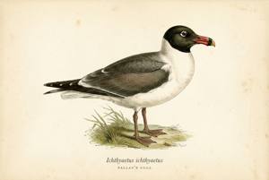 Pallas's Gull illustration