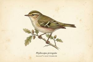 Pallas's Leaf Warbler illustration