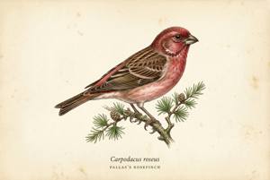 Pallas's Rosefinch illustration