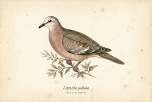 Pallid Dove illustration