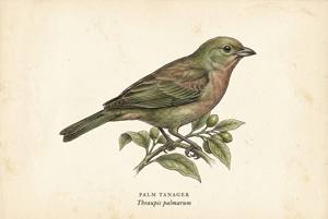 Palm Tanager illustration