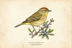 Palm Warbler illustration