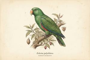 Papuan Eclectus illustration
