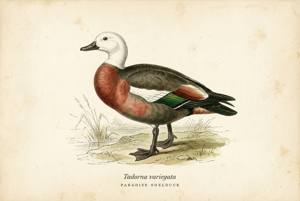 Paradise Shelduck illustration