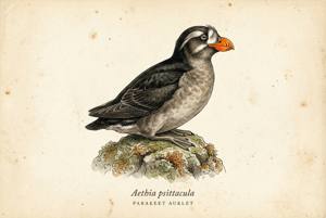 Parakeet Auklet illustration