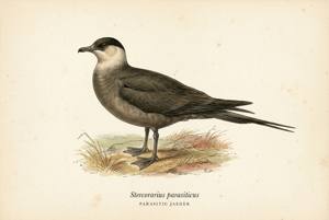 Parasitic Jaeger illustration