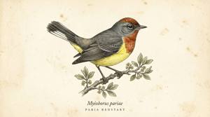 Paria Redstart illustration