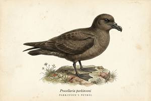 Parkinson's Petrel illustration