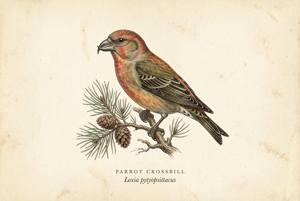 Parrot Crossbill illustration