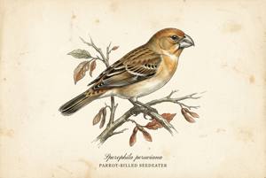 Parrot-billed Seedeater illustration