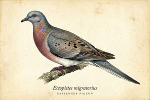 Passenger Pigeon illustration