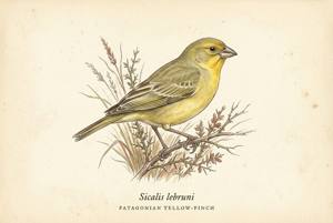 Patagonian Yellow-Finch illustration