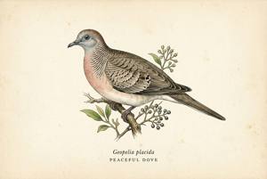 Peaceful Dove illustration