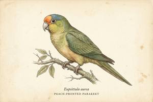 Peach-fronted Parakeet illustration
