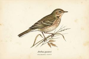 Pechora Pipit illustration