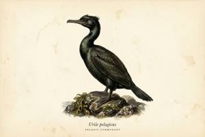 Pelagic Cormorant illustration