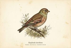 Pere David's Snowfinch illustration