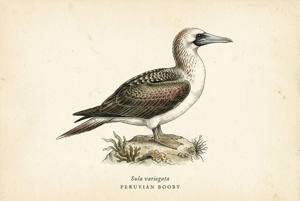 Peruvian Booby illustration