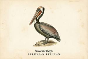 Peruvian Pelican illustration