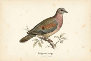 Peruvian Pigeon illustration