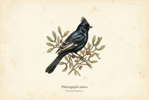 Phainopepla illustration