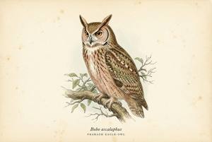 Pharaoh Eagle-Owl illustration
