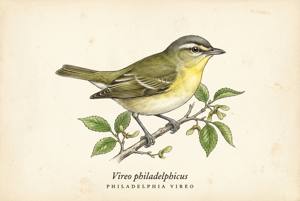 Philadelphia Vireo illustration