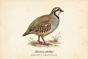 Philby's Partridge illustration