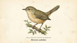 Philippine Bush Warbler illustration