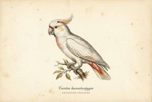 Philippine Cockatoo illustration