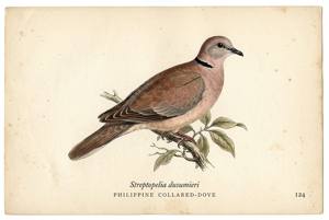 Philippine Collared-Dove illustration