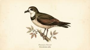 Phoenix Petrel illustration