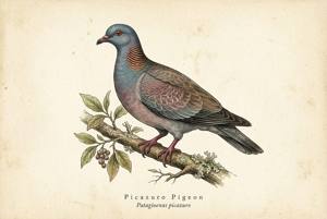 Picazuro Pigeon illustration