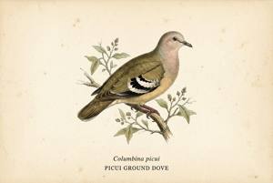Picui Ground Dove illustration