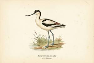 Pied Avocet illustration