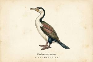 Pied Cormorant illustration