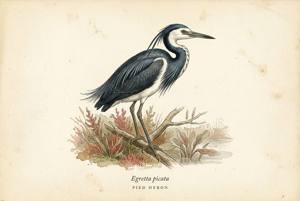 Pied Heron illustration