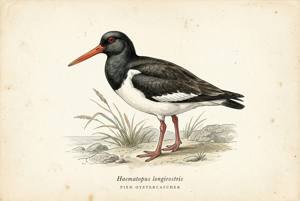 Pied Oystercatcher illustration