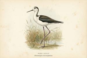 Pied Stilt illustration