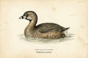 Pied-billed Grebe illustration