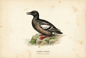 Pigeon Guillemot illustration