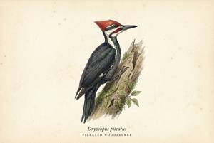 Pileated Woodpecker illustration
