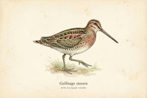 Pin-tailed Snipe illustration
